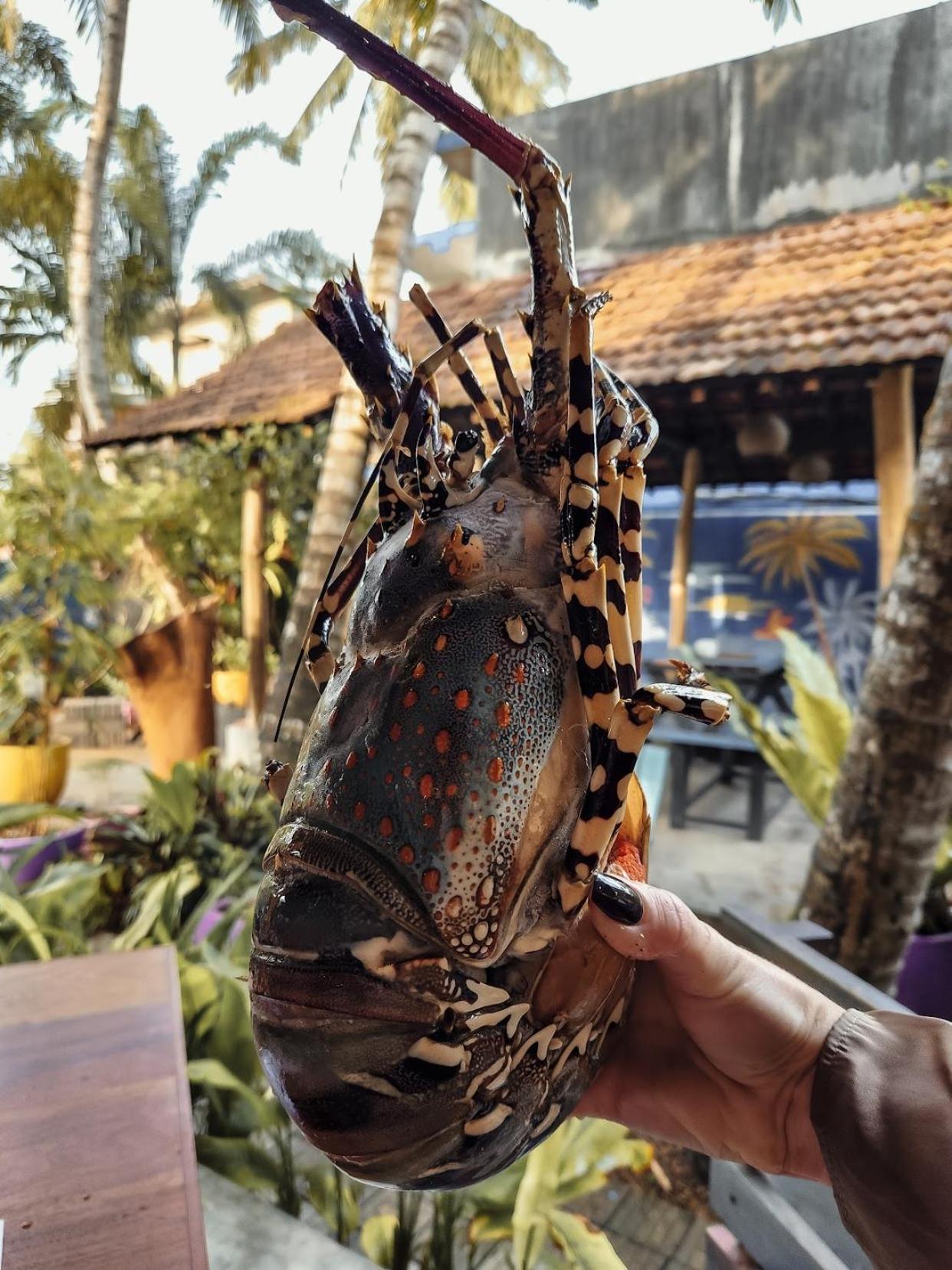 Daffodil Restaurant & Holiday Resort Unawatuna Kültér fotó